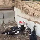 بط مصري منتج ورقاد