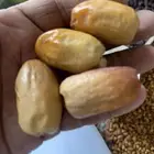 تمور نجران بياض ومواكل