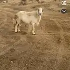 فحل مشروط من كل عيب سنه جامع