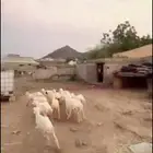 رخال حريات