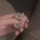هامستر اليف للبيع نوعه ونتر وايت