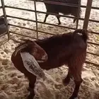 للبيع جمده فل الفل
