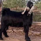 تيس فحل عارضي