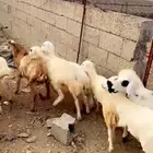 رخال حري