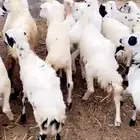 رخال