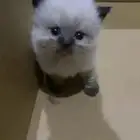 قط ذكر همالايا للبيع
