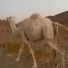 لقحه 8 اشهر