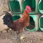ديك بلدي يلقح يأذن اللون فنان في عز شبابه