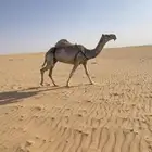 لقحه