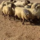 غنم نعيم مراح