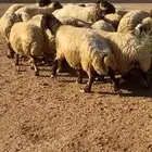 غنم نعيم مراح