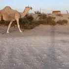 للبيع لقحه