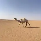 لقحه