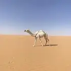 ضرربه