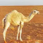 قعود للبيع