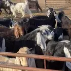 تيوس مخاصي خصم الخصم فل شحم