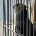 كروان ذكر مزاجي