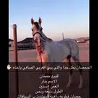 حصان سبوق للبيع الموقع ضريه