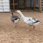 وز للبيع