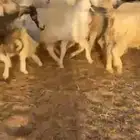 معزا مراح