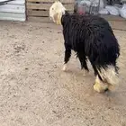 جذع نجدي خصم ذبيحة ضيف ولا ثلاجة