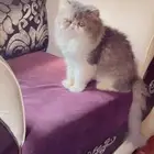 ذكر بيكي فيس للتزاوج