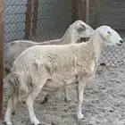 حريات