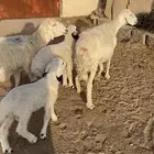 غنم حريه مطافيل شرط سن وديد وروم 2
