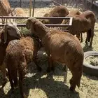 المدينه المنوره