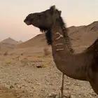خلفه صفرا شاق نابها