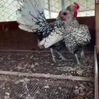 زوجي فيومي شبابي