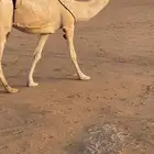 عشراء معها بكره