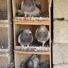 القصيم - القرين