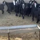 معزا عوارض مراح خصم بلفحل 16