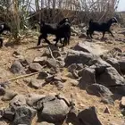 اربع جفار طيبات منوت انقاي اللي يبي يسس مراح العمر وشهور