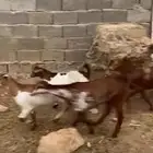 6تيوس