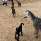 معزا مطافيل شرط سن وديد وروم 4