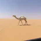 ضروبه