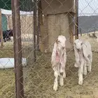 تيوس هولنديات صنف