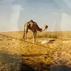 حلال إبل