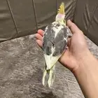 كروان هولندي حقم كبير مره مره