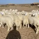 ذبايح رمضان