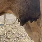 ناقه حمر طيبه للبيع