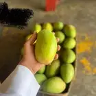 مانجو جازان من المزرعة لباب بيت