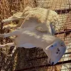 طلي حري صنف