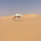 ضروبه