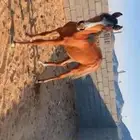 خيل