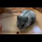 هامستر روسي قزم اثنين