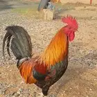 ديك بلدي