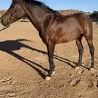 حصان شعبي كفوو